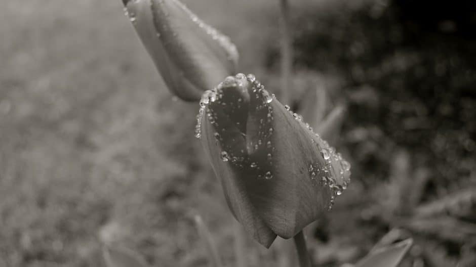 Dsc 0004