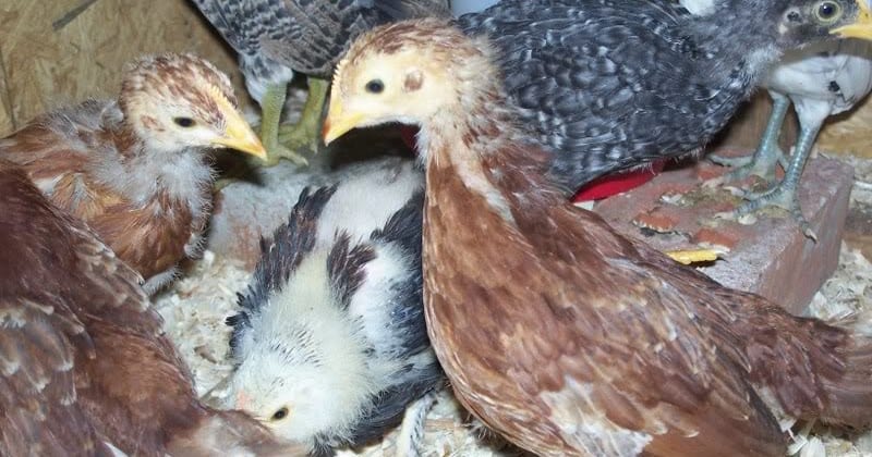 Rhodeislandredpullet2